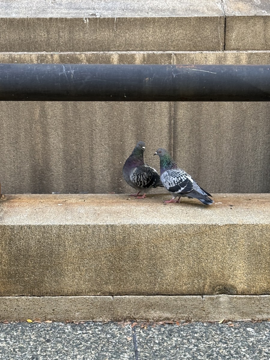 Rock Pigeon (Feral Pigeon) - ML624549342