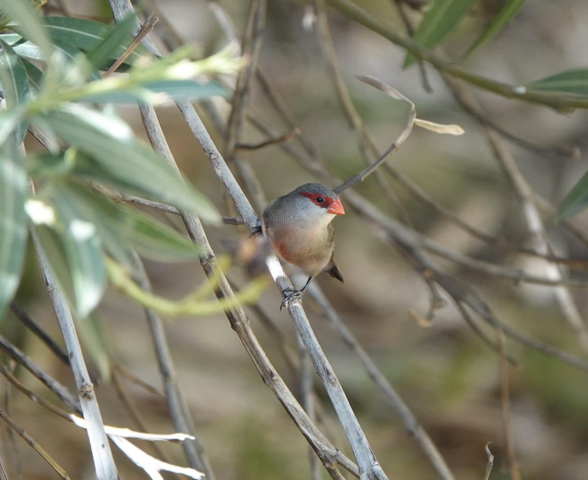 Common Waxbill - ML624549381