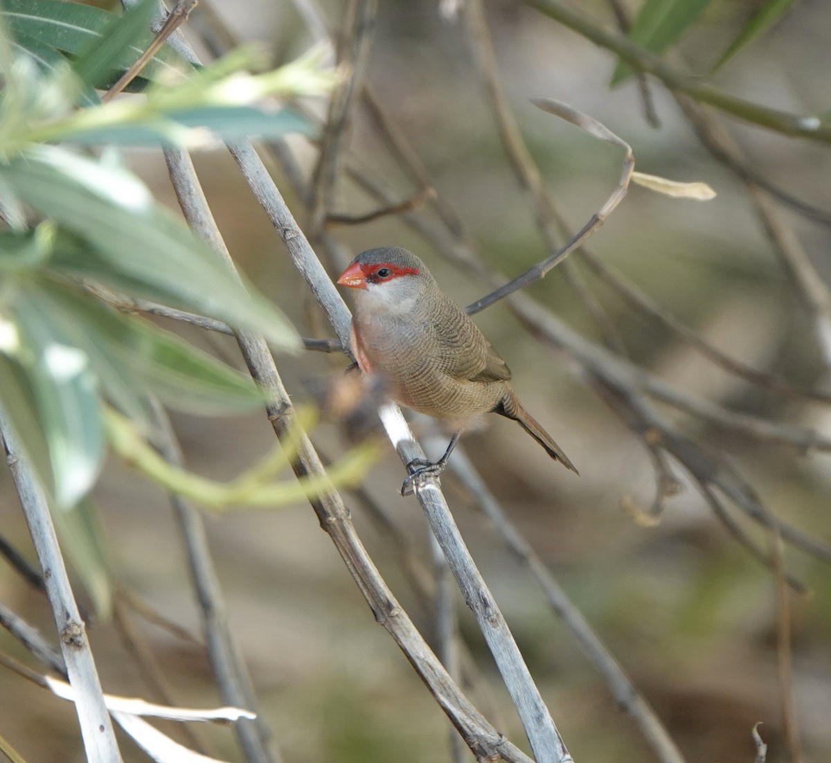 Common Waxbill - ML624549390