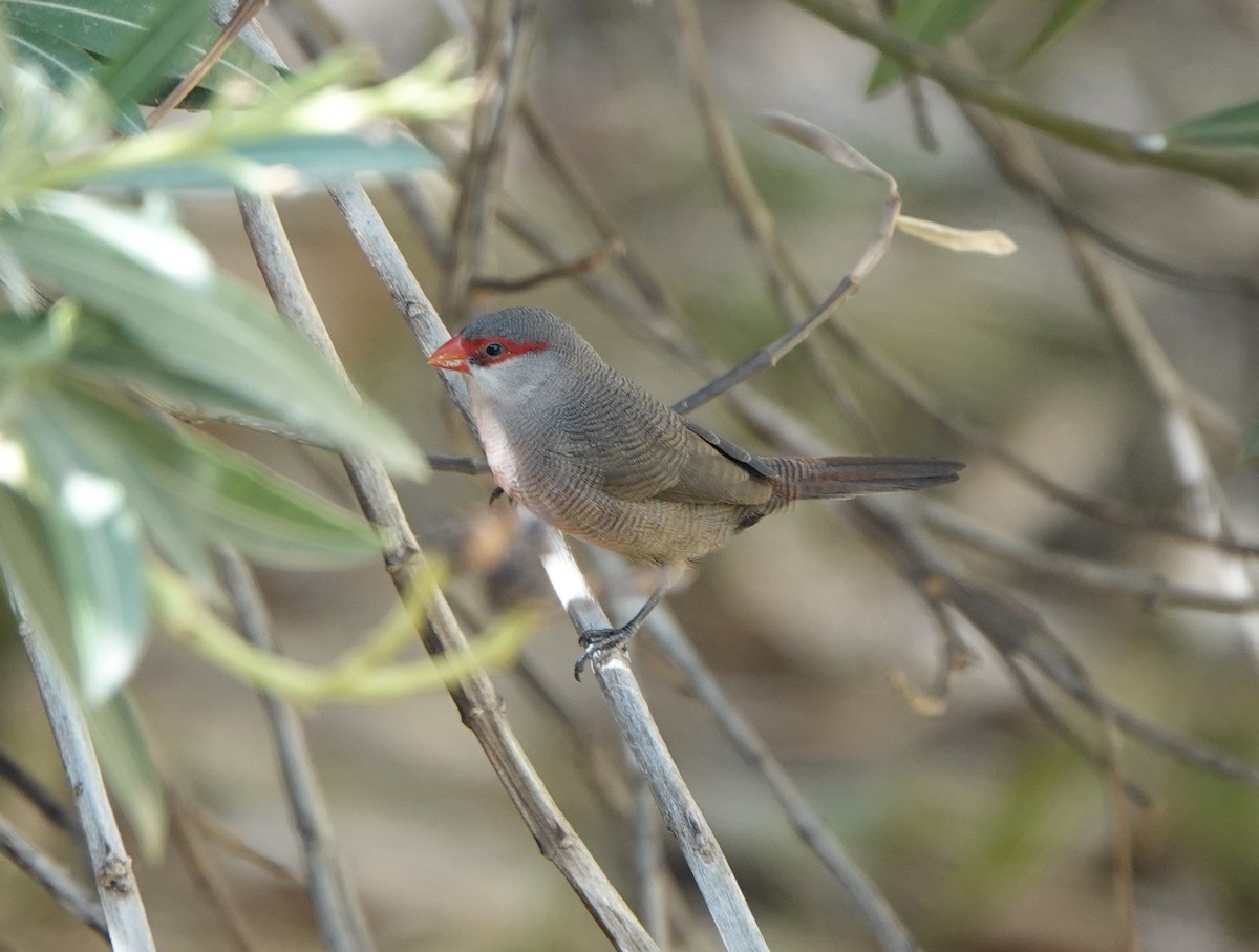 Common Waxbill - ML624549395