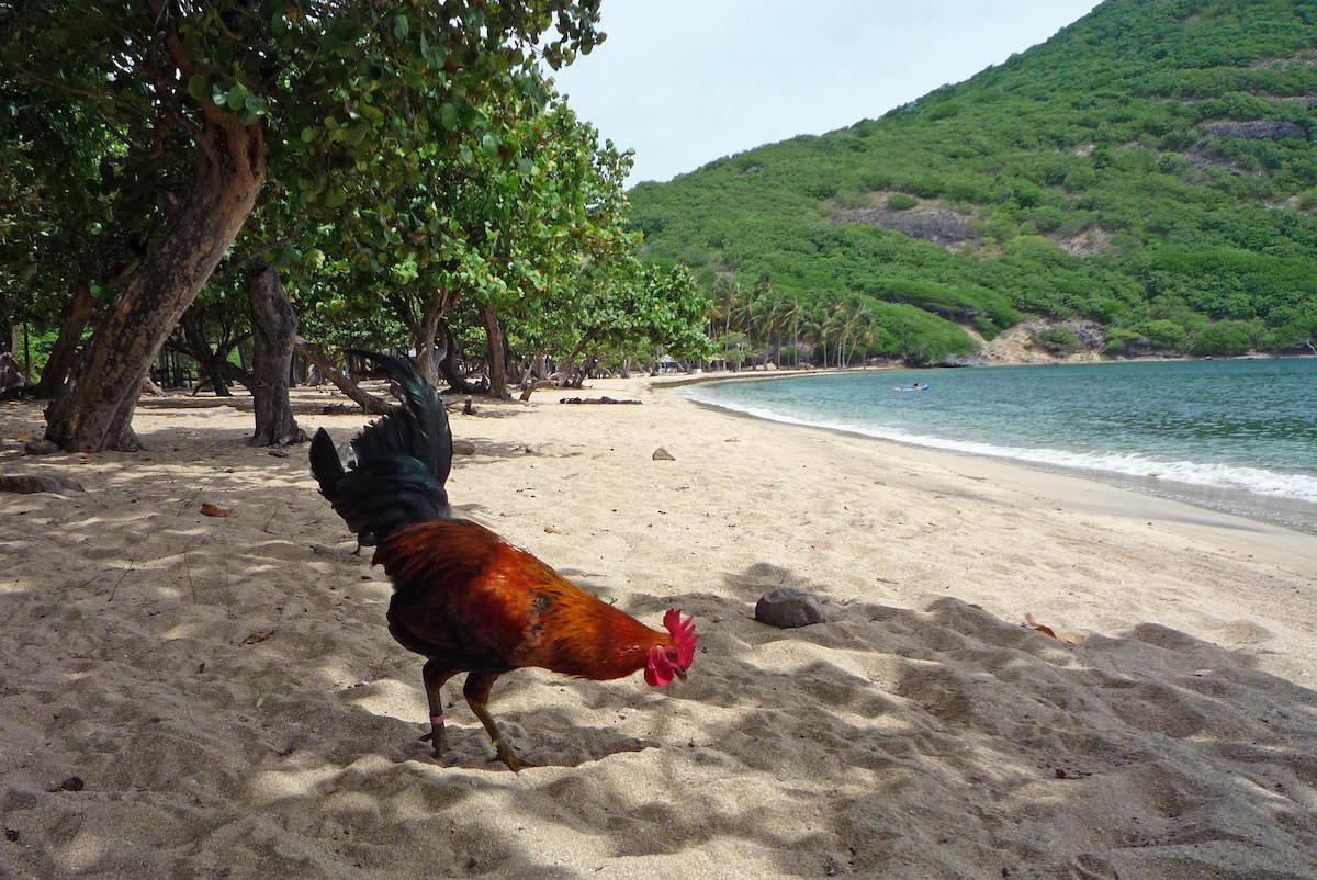 Red Junglefowl (Domestic type) - ML624549410