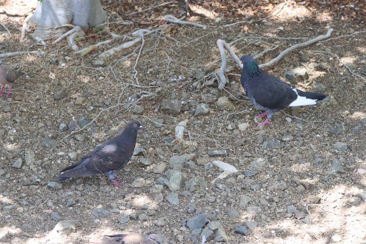 Rock Pigeon (Feral Pigeon) - ML624549432