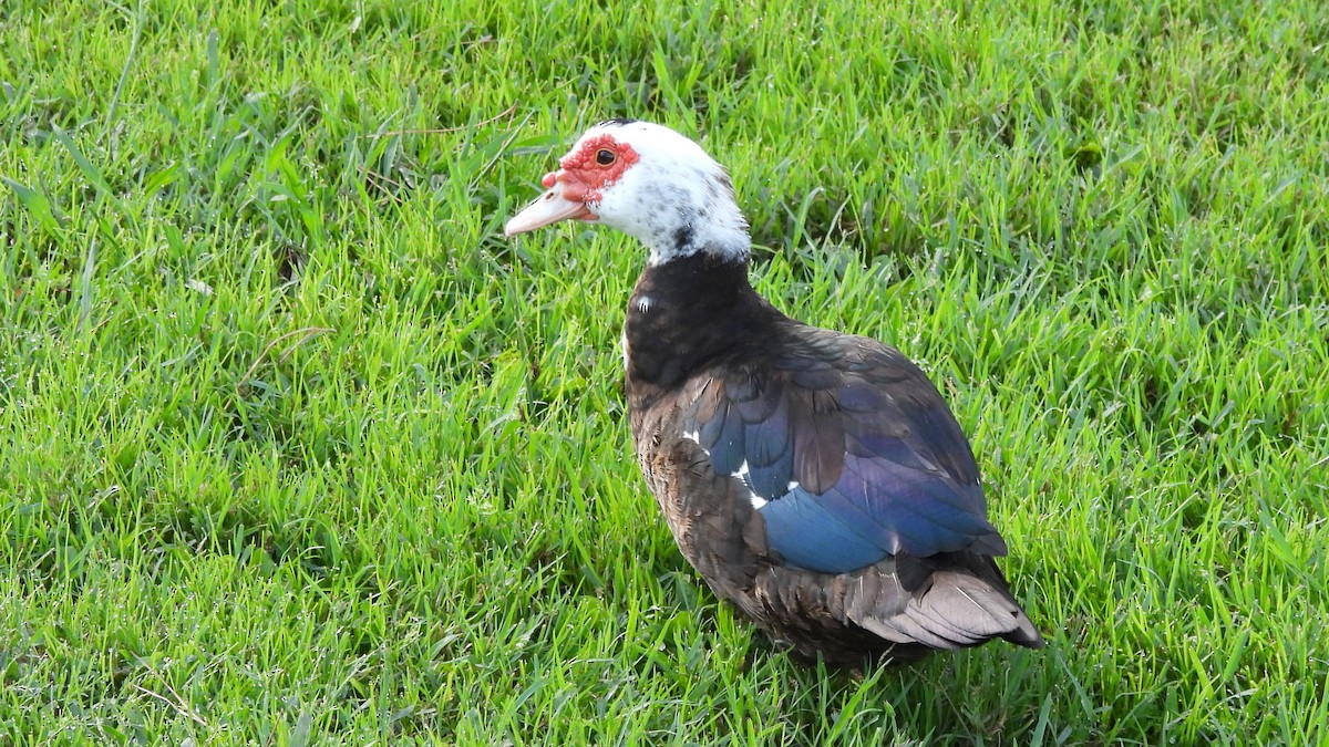 Muscovy Duck (Domestic type) - ML624549451