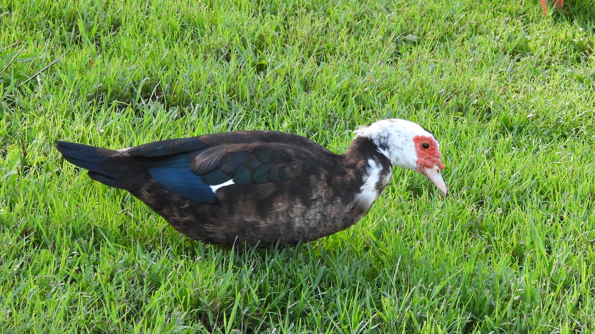 Muscovy Duck (Domestic type) - ML624549452