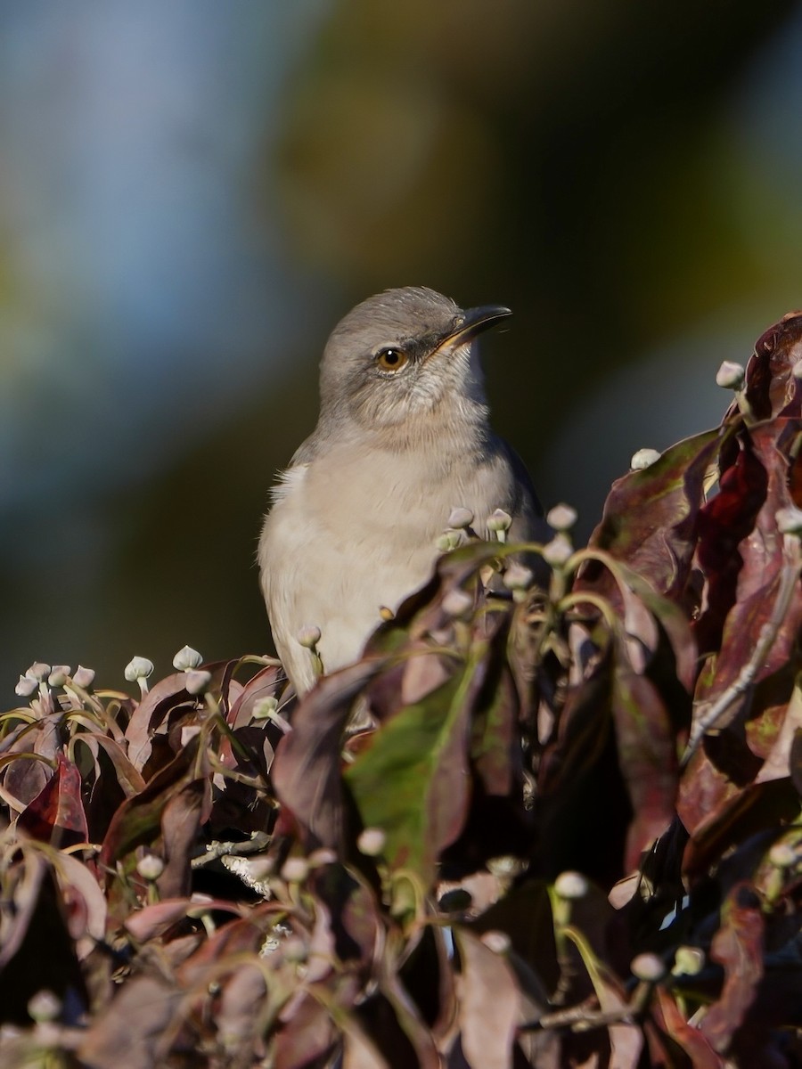 Northern Mockingbird - ML624549455