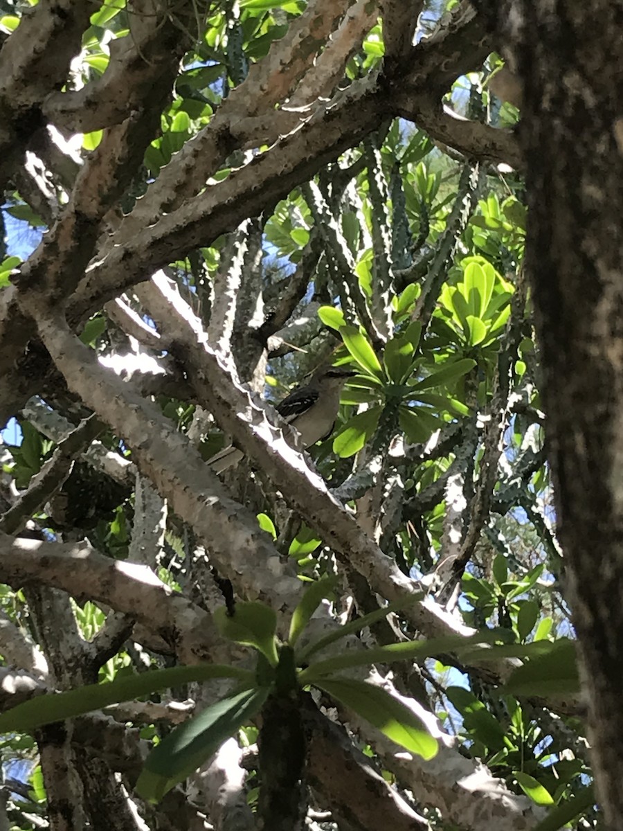 Northern Mockingbird - ML624549544