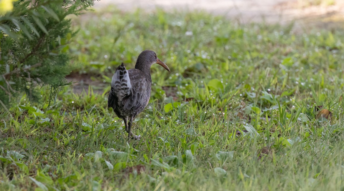 Clapper Rail - ML624549555