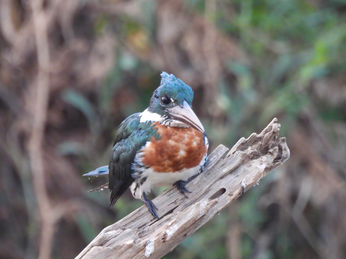 Amazon Kingfisher - ML624549556