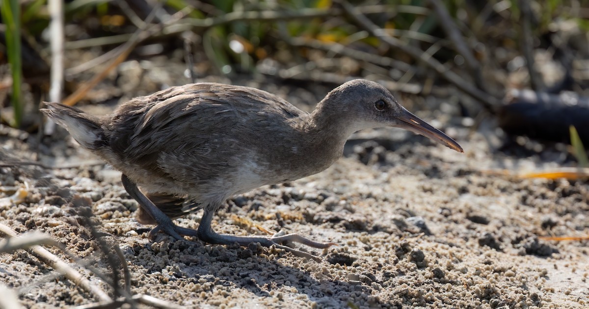 Clapper Rail - ML624549558