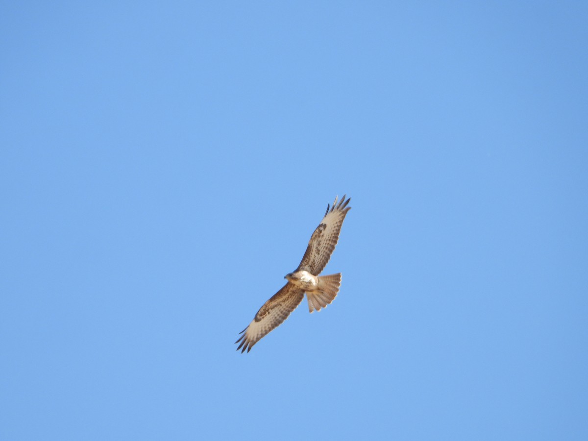 Common Buzzard - Luis Tárraga Cabrera