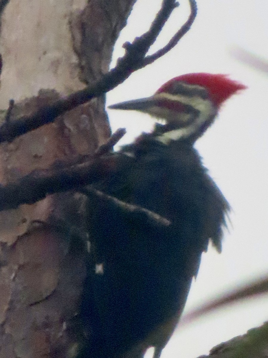 Pileated Woodpecker - ML624549567