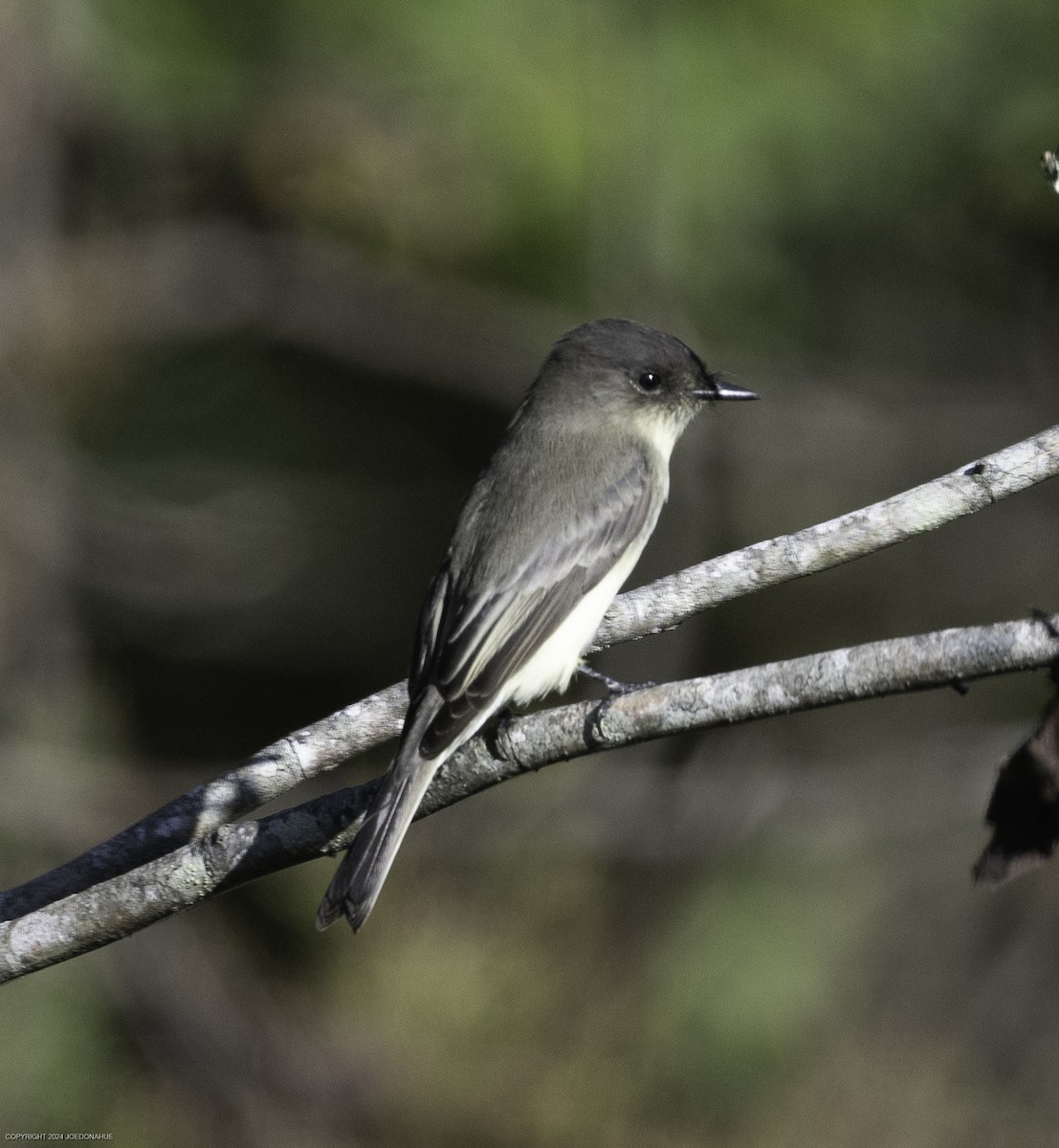 Eastern Phoebe - ML624549571