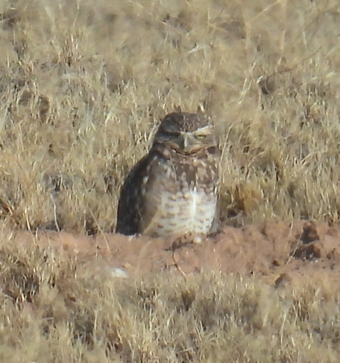 Burrowing Owl - ML624549573