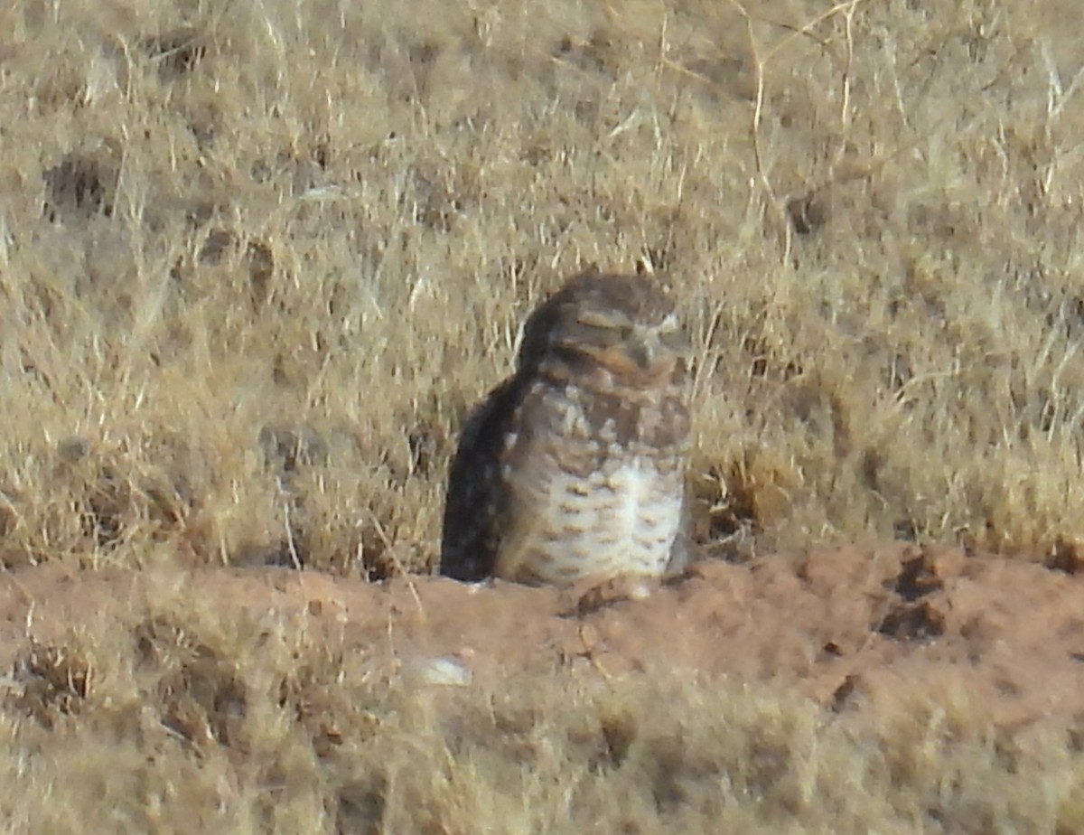 Burrowing Owl - ML624549574