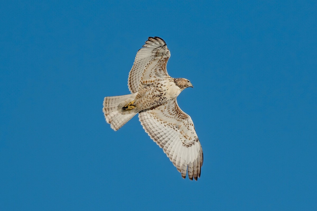 Red-tailed Hawk (borealis) - ML624549575