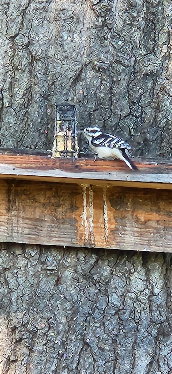 Downy Woodpecker - ML624549579