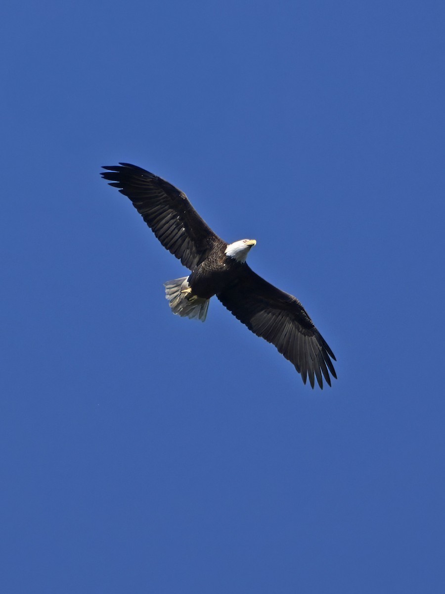 Bald Eagle - ML624549581