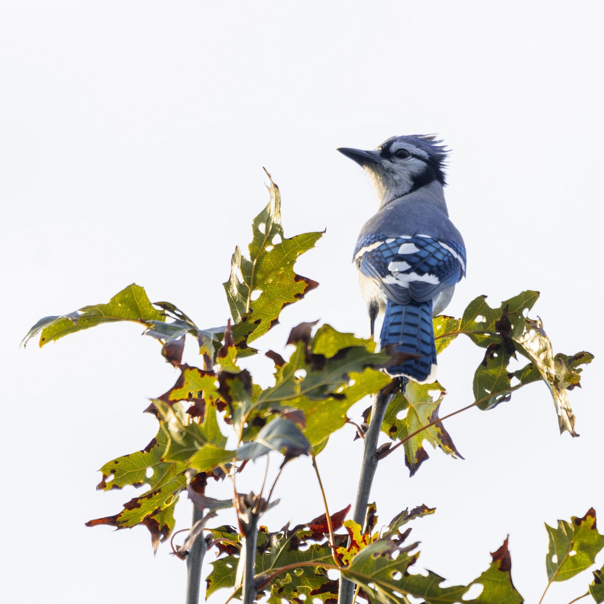 Blue Jay - ML624549680