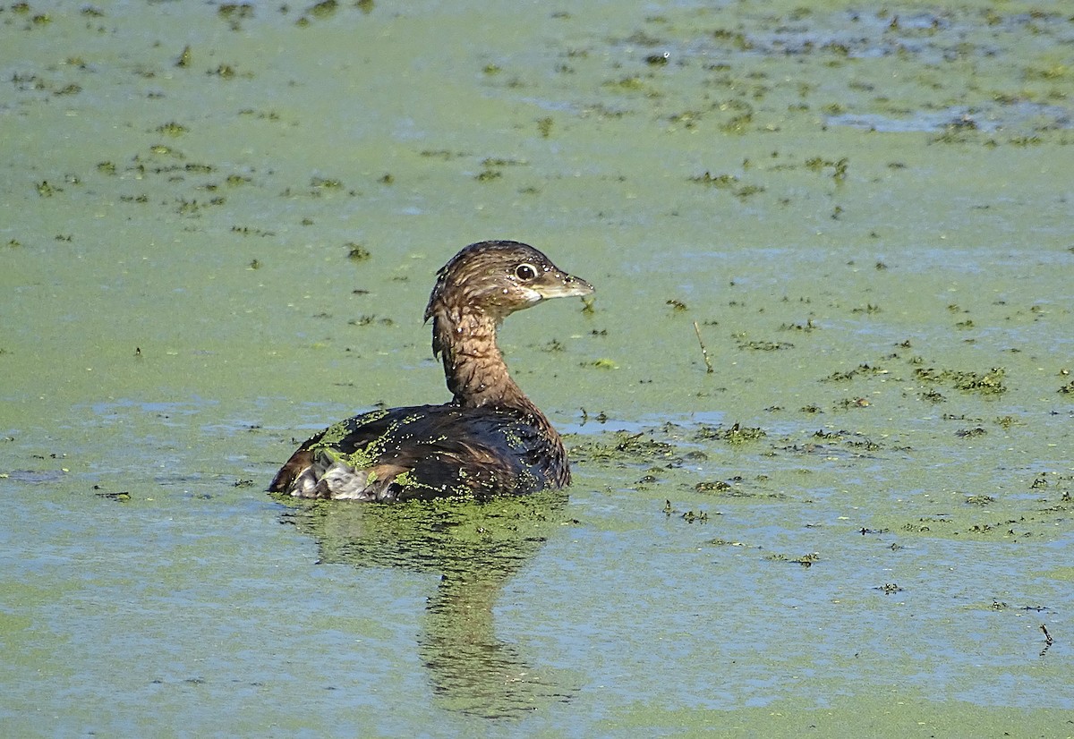 Pied-billed Grebe - ML624549687