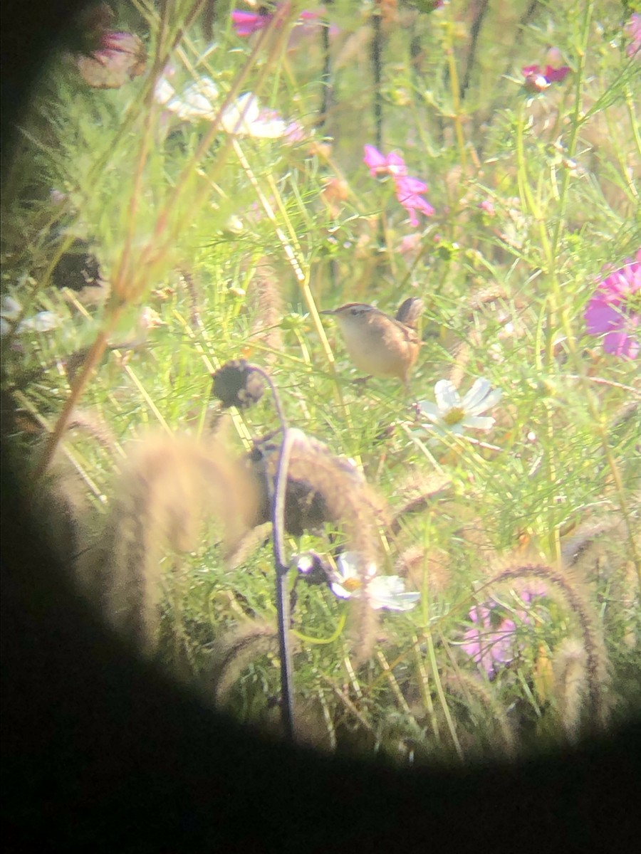 Marsh Wren - ML624549718