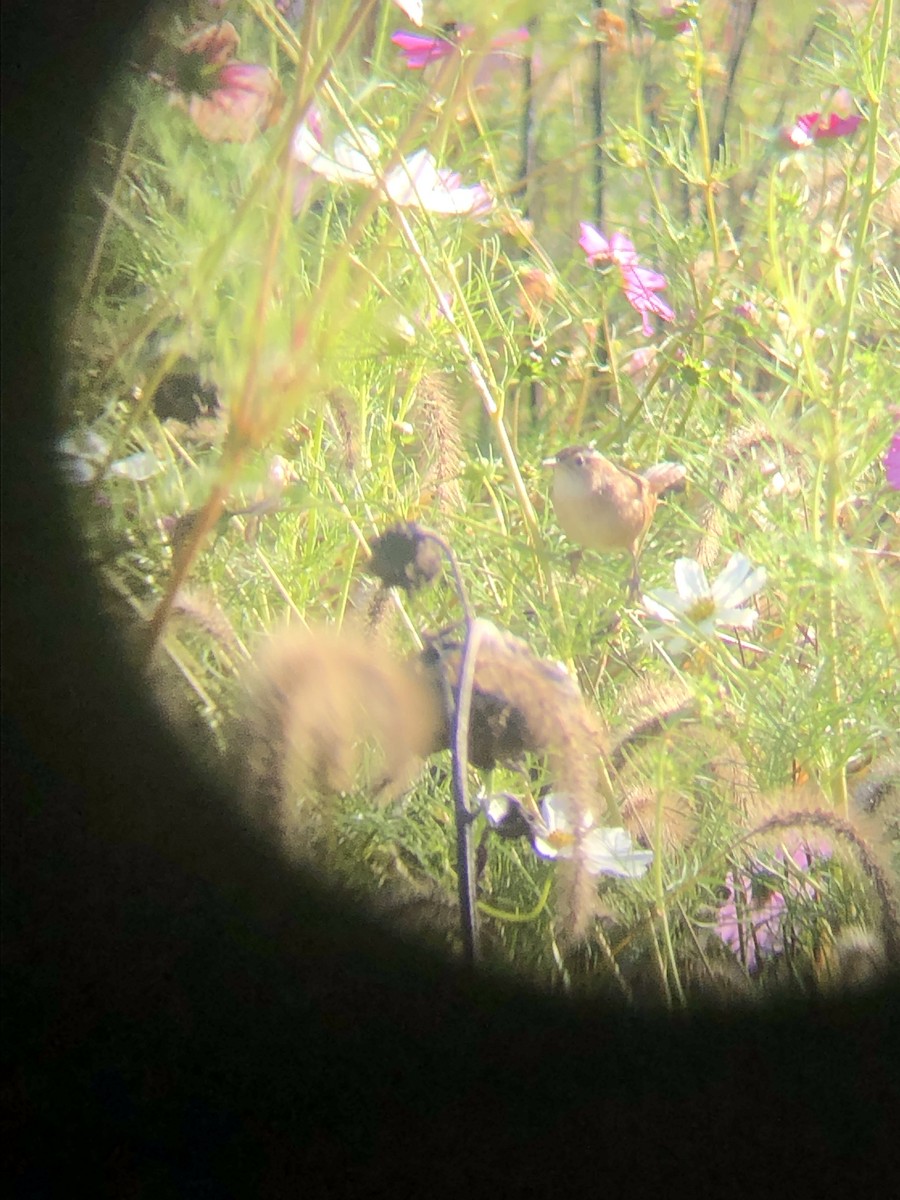 Marsh Wren - ML624549719