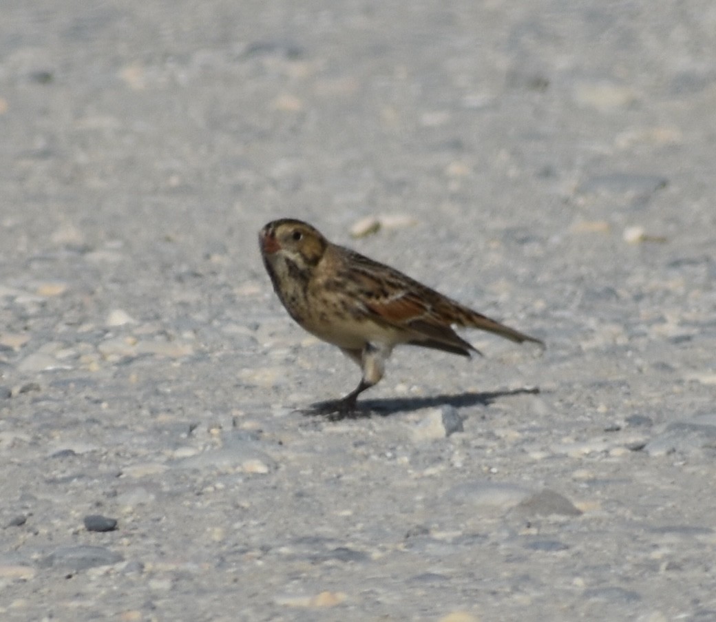 Lapland Longspur - Tony Geiger