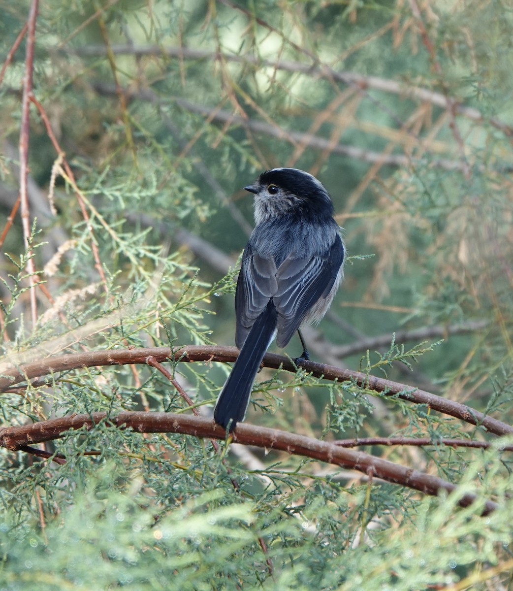 Long-tailed Tit - ML624549767