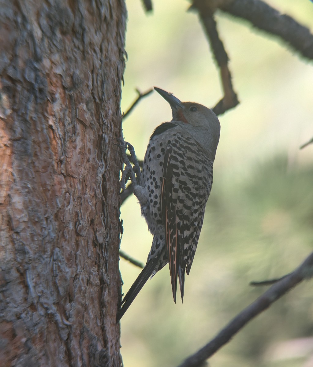 White-breasted Nuthatch (Interior West) - ML624549788