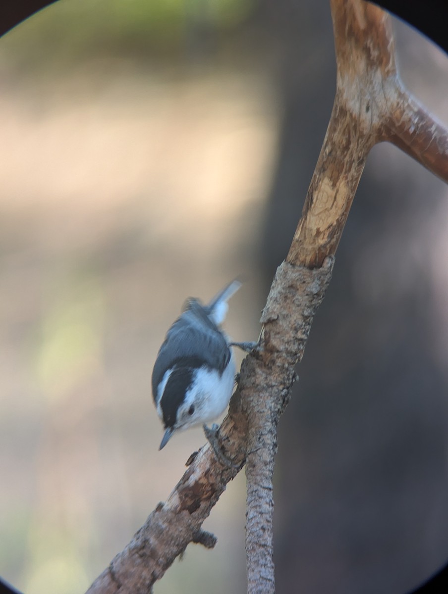 White-breasted Nuthatch (Interior West) - ML624549791