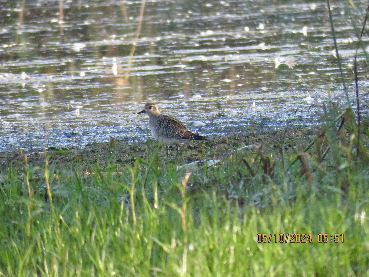 American Golden-Plover - ML624549793