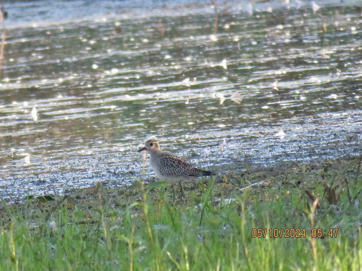 American Golden-Plover - ML624549794