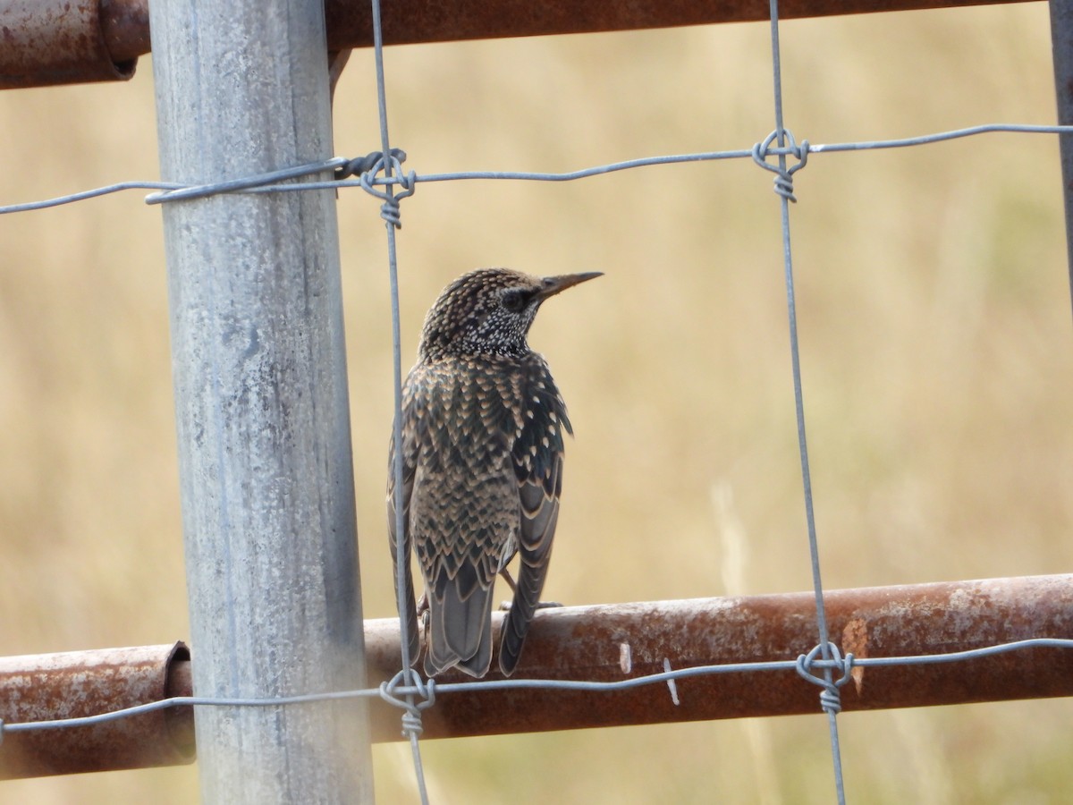 European Starling - ML624549796