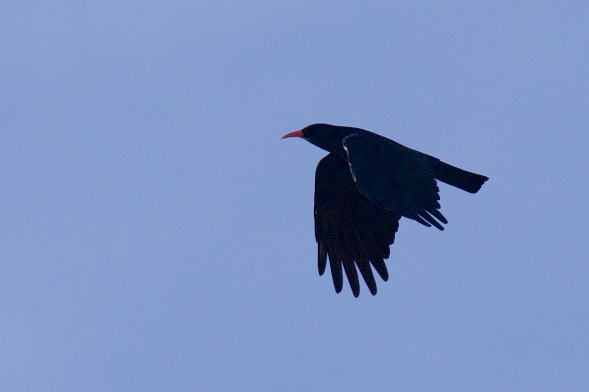 Red-billed Chough - ML624549797