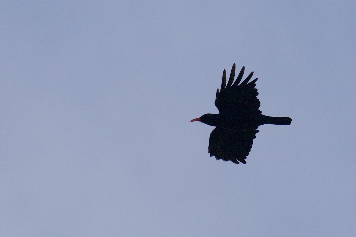 Red-billed Chough - ML624549798