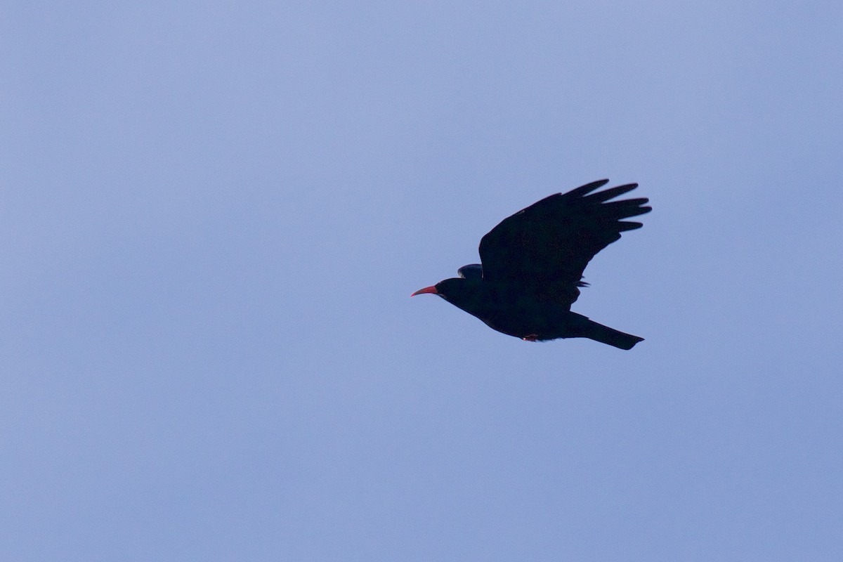 Red-billed Chough - ML624549799