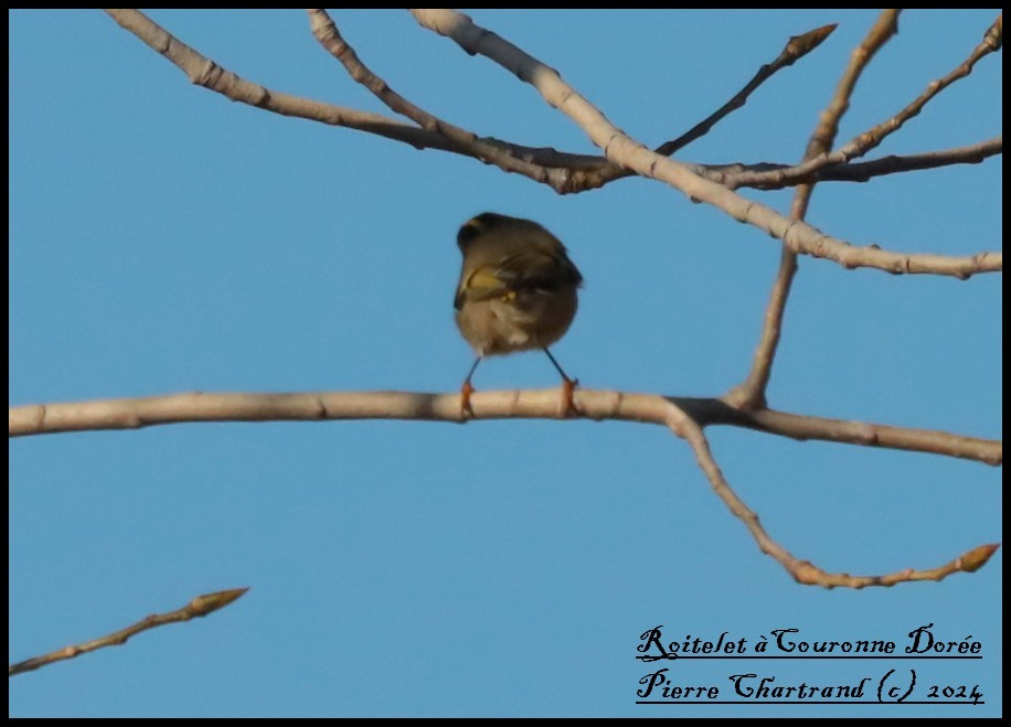 Golden-crowned Kinglet - ML624549802