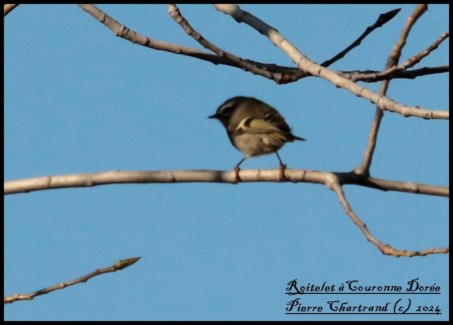 Golden-crowned Kinglet - ML624549803