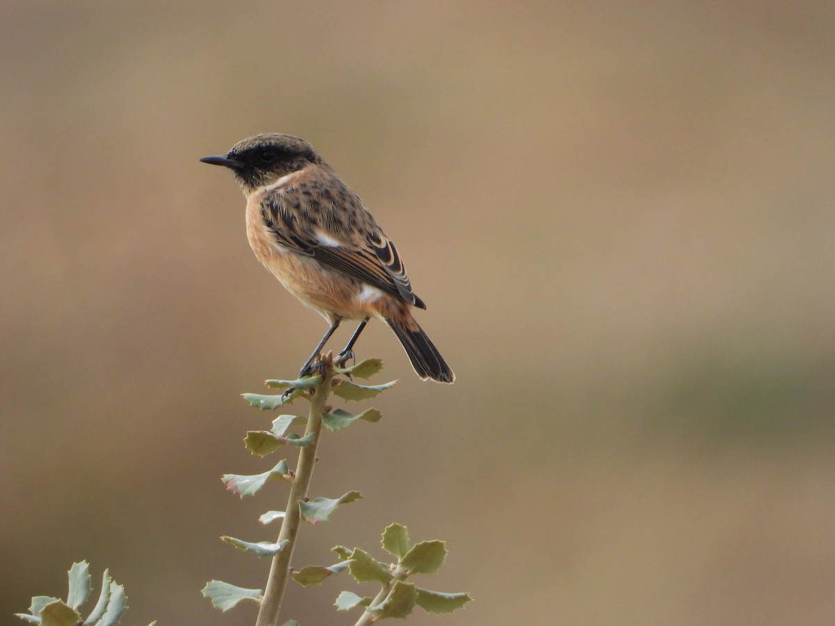 European Stonechat - Luis Tárraga Cabrera