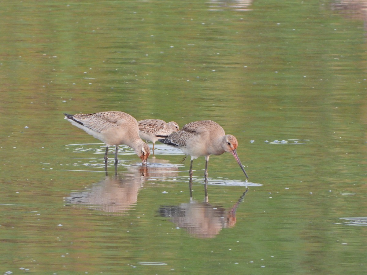 Hudsonian Godwit - Haydee Huwel