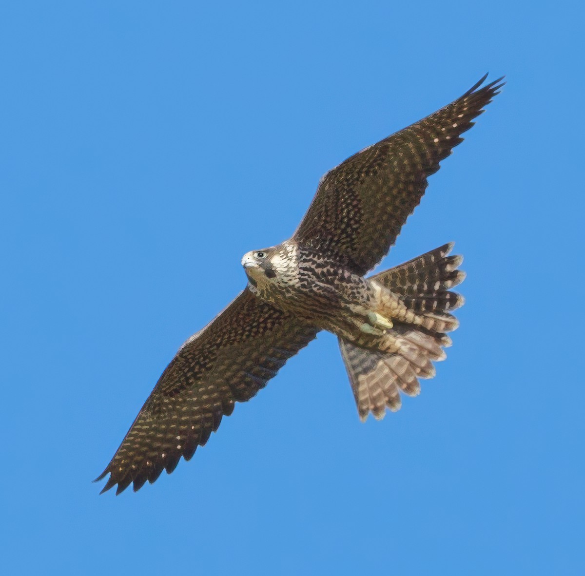 Peregrine Falcon - ML624549808