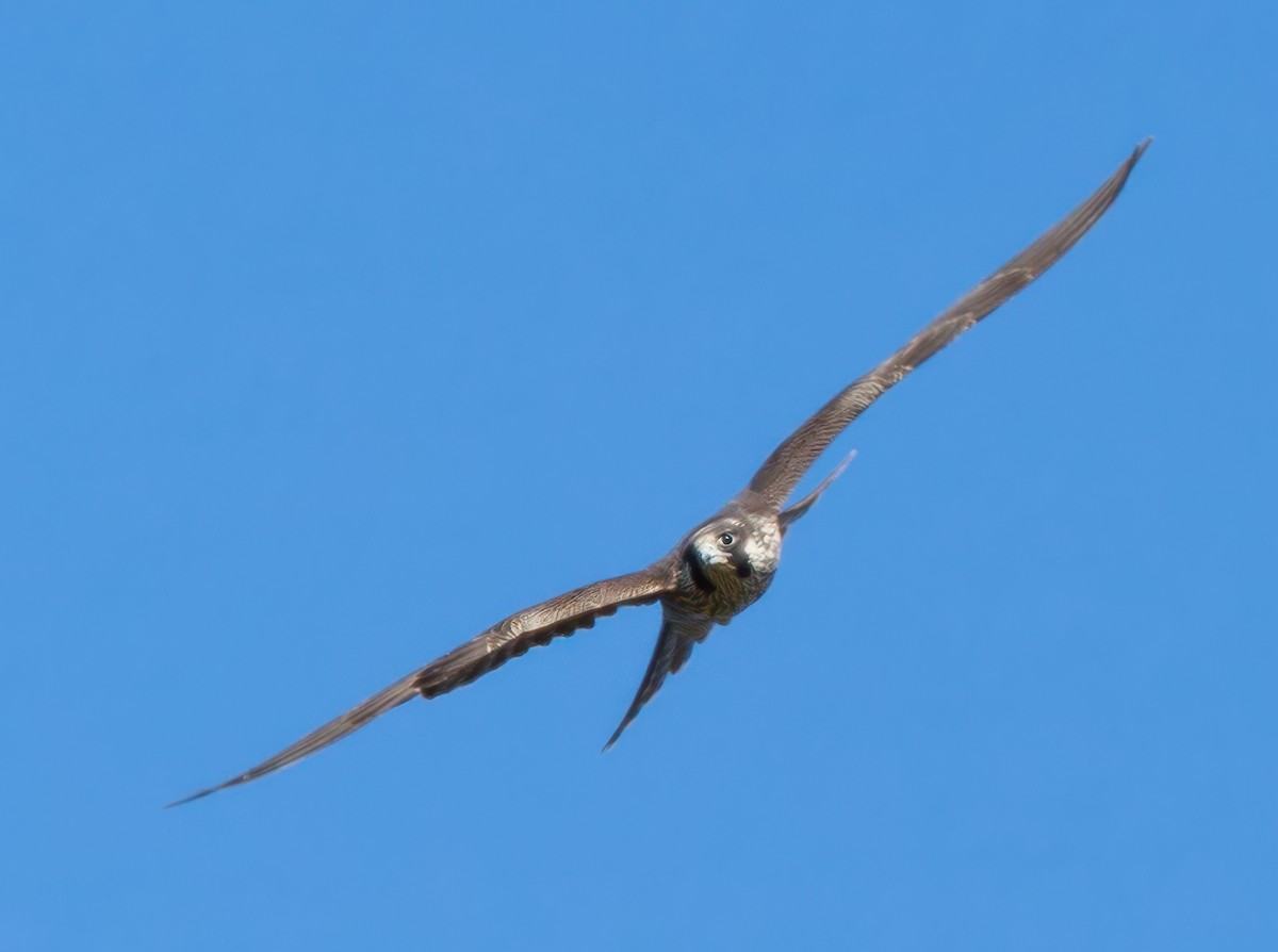 Peregrine Falcon - Roger Windemuth