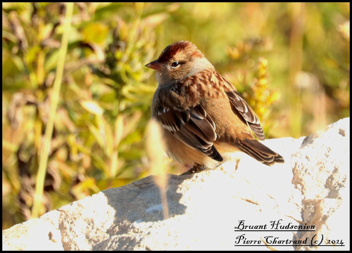 American Tree Sparrow - ML624549812