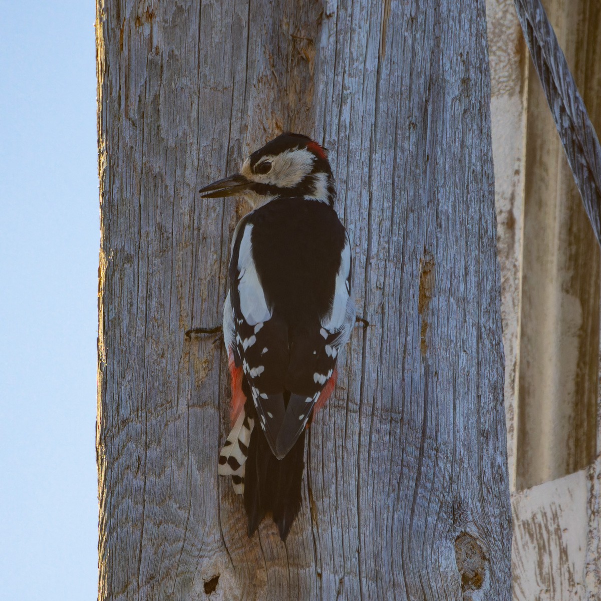 Great Spotted Woodpecker - ML624549815