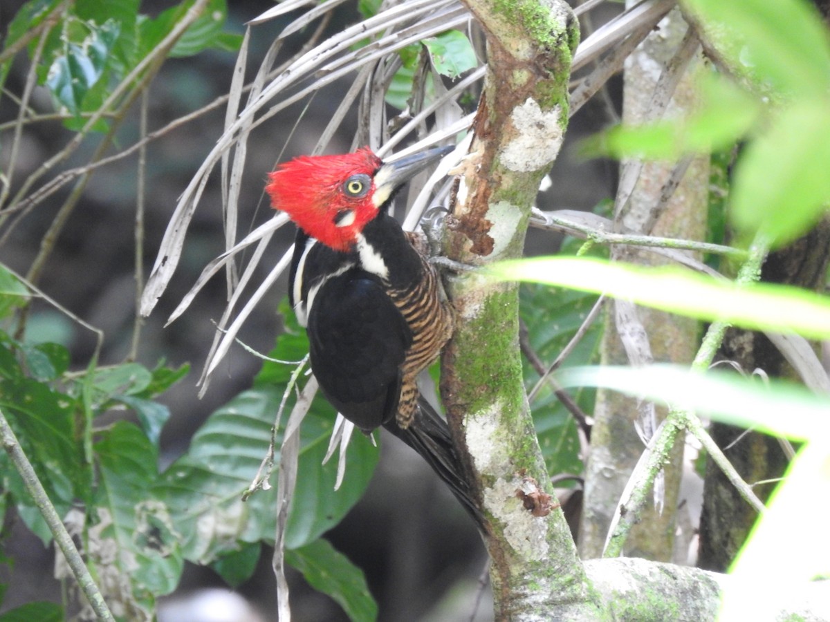 Crimson-crested Woodpecker - ML624549821