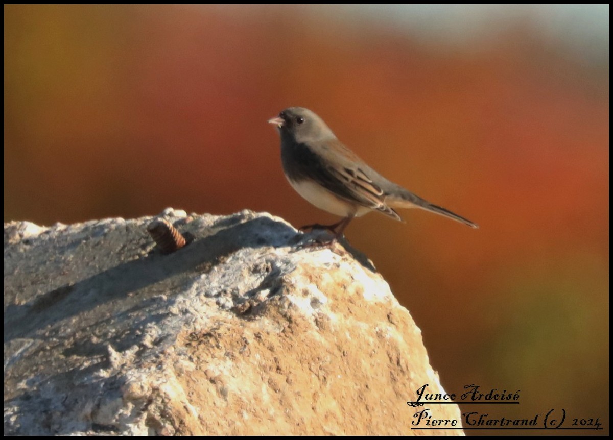 Dark-eyed Junco - ML624549823