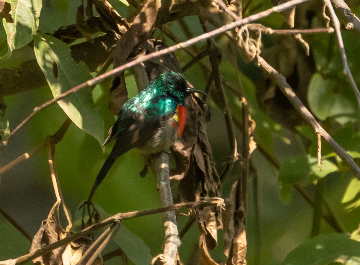 Northern Double-collared Sunbird - ML624549826