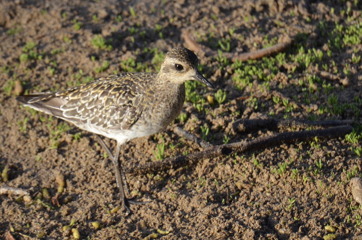 Pacific Golden-Plover - ML624549849