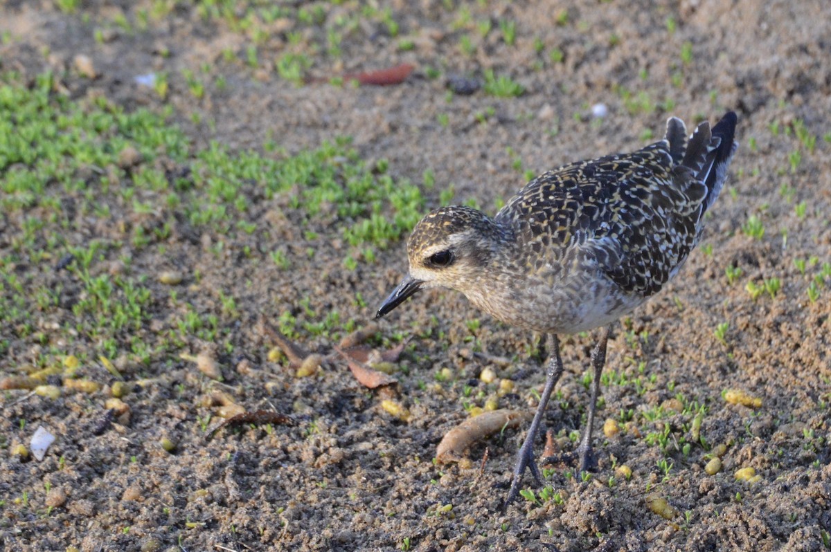 Pacific Golden-Plover - ML624549850