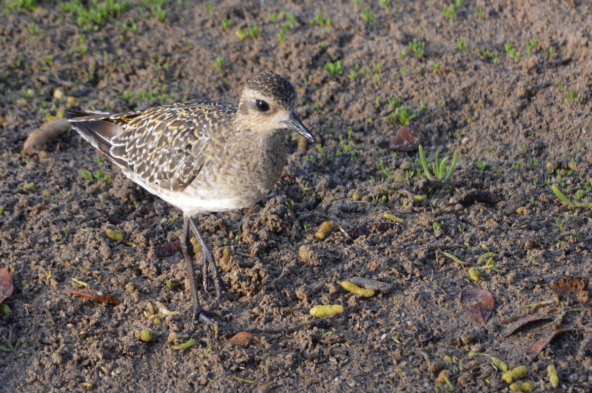 Pacific Golden-Plover - ML624549851