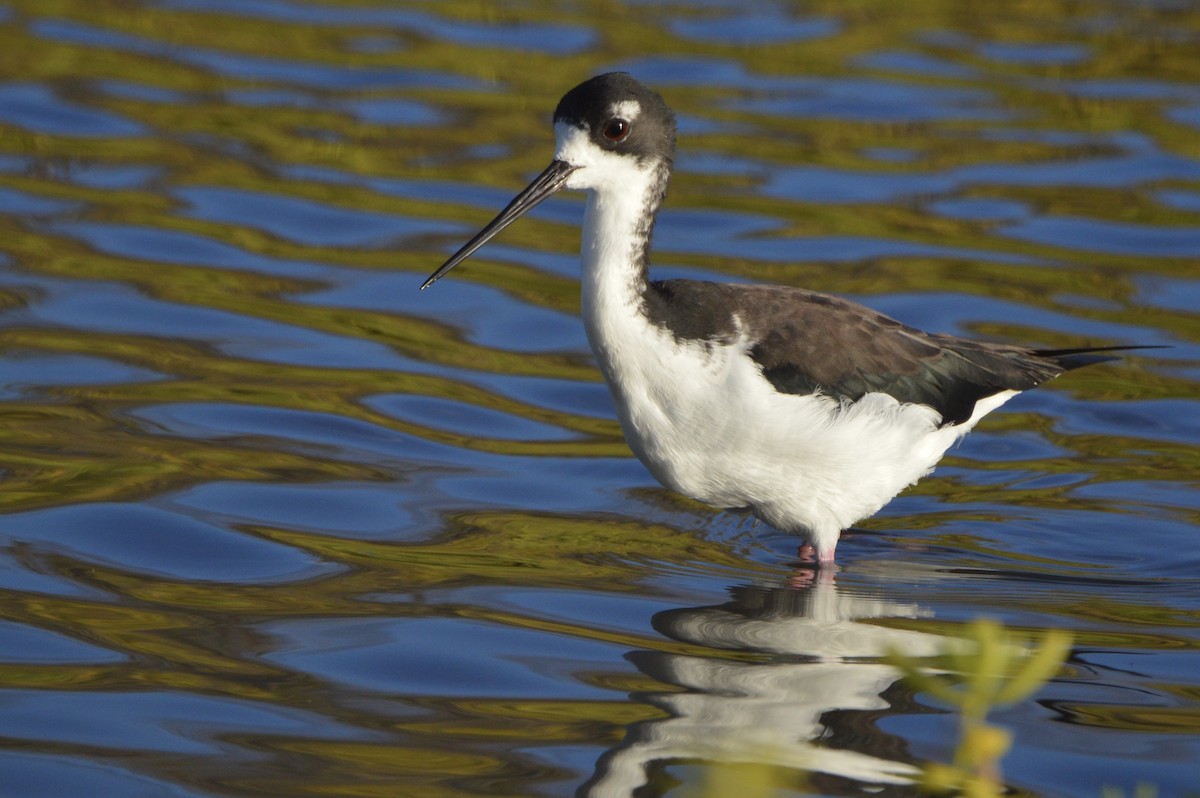 Black-necked Stilt (Hawaiian) - ML624549868